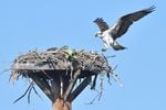 A parent osprey returns home to hatchlings at a nest in Bend's Old Mill District on June 24, 2023.