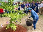 An older person ladles water onto the roots of a gingko tree while a crowd of onlookers stands back to observe. Small U.S. and Japanese flags are planted in the ground around the tree.