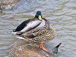 Mallard Ducks at Delta Ponds in Eugene.