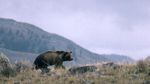 This undated file photo provided by the National Park Service shows a grizzly bear walking along a ridge in Montana.