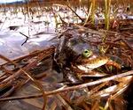 An Oregon spotted frog in a marsh.