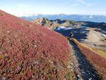 Fall colors on the tundra of the Ptarmigan Ridge trail in the Mount Baker Wilderness on on Sept. 23, 2021