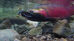 An Oregon coho salmon. Environmental groups may sue the state Department of Forestry over logging practices they say harm coho salmon.