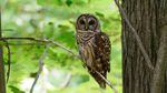 Barred owls will be killed or removed through non-lethal means in four study areas of the Northwest, the U.S. Fish and Wildlife Service announced on July 23, 2013.