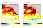 This map of sea surface temperatures illustrates the new marine heatwave off the West Coast as compared with "the blob" of 2014-15. Darker red denotes temperatures farther above average. The highest temperatures shown are more than 5 degrees Fahrenheit above average. 