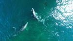 An image captured by a drone of two gray whales off the coast of Newport under NOAA research permit #16111.