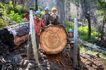 Crew members of the Wilderness Conservation Corps in the Siskiyou Wilderness on the job in a federally designated wilderness area. The crew uses hand tools like 19th century crosscut saws to cut through massive old-growth logs.