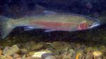 A steelhead trout in an Oregon stream. A new agreement restores buffer zones along streams where pesticides cannot be sprayed.