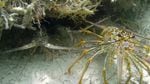 Spiny lobsters can detect when other nearby lobsters are ill and will abandon the safety of a shared hole to avoid sickness.