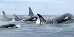 The population of endangered southern resident killer whales has dwindled to 76 individuals as of early 2018.