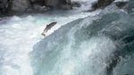 Steelhead jumps a rapid on the North Umpqua River.