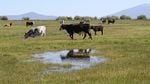 Cattle graze in a heavily irrigated pasture near the Wood River, an upper tributary of the Klamath in the summer of 2013, before the government ordered irrigators along the Sprague, Wood, and Williamson rivers to shut down. 
