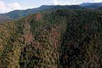 Ashland's forests have been affected by a Douglas fir die off.