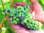 File photo of wine grapes from Washington state's Kiona Vineyards.