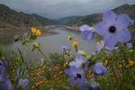Flowers grow uphill from water in the Kaweah watershed near Three Rivers.