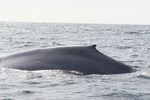 This blue whale was spotted by a Cascadia Research team about 17 nautical miles northwest of Grays Harbor, Washington, in late July.