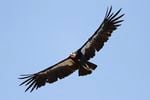 FILE - In this June 21, 2017, file photo, a California condor takes flight in the Ventana Wilderness east of Big Sur, Calif.