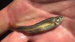 The Foskett speckled dace, a minnow native to Foskett Spring in Lake County, Ore., was recently removed from the endangered species list.