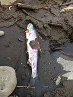 One a quarter million salmon killed by high temperatures in the Columbia River system in 2015. 