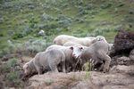 Sheep graze on Imperial Stock Ranch rangeland in Maupin in June 2022. The ranch is measuring how much carbon is added to the soil under a planned grazing program.