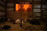 Bridgette Noce took in horses and people who had been evacuated from nearby areas on Sept. 9 2020 in Canby, Oregon. Four wildfires continued gaining ground in Clackamas County aided by high winds.