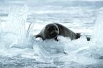 The "nerpa" seal, as it's called in Russian, is the world's only freshwater seal. It makes caves in the ice on Lake Baikal to provide safety for its pups.