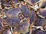 A pile of Dungeness crabs