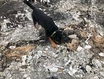 Vali is a 7-year-old Rottweiler trained in identifying the scent of human decomposition.