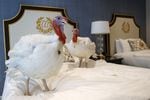 Two male North Carolina turkeys named Bread and Butter hang out in their hotel room at the Willard InterContinental Hotel in Washington, DC before being pardoned by President Trump in 2019.