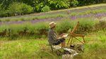 Painters capture the lavender fields of Oregon