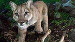 Problem encounters with cougars have increased in Oregon's Willamette Valley.