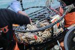 A crab pot with caught Dungeness crab inside, off the port of Port Orford. 