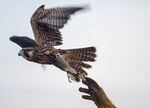 After three months of rehabilitation at the Cascade Raptor Center, a peregrine falcon returns to the wild.