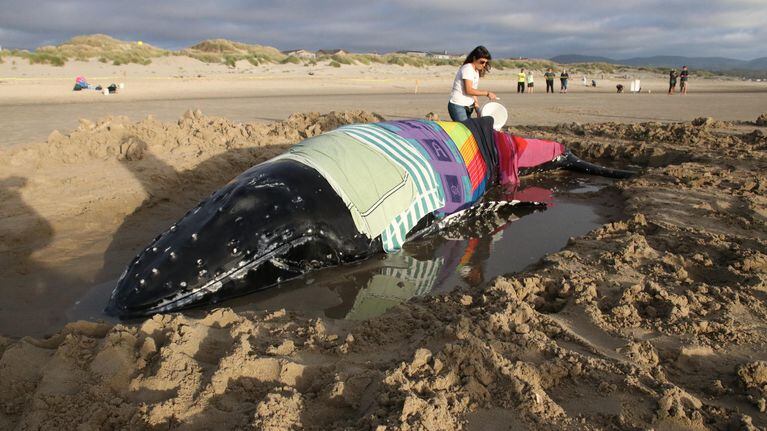 Juʋenile HuмpƄack Whale Stranded, Then Euthanized Near Waldport - OPB