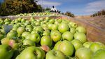 Vilmer Alcantar hauls bins of Granny Smith apples at Avalon Orchards in Sundale, Wash., Monday, Oct. 7, 2019. Alcantar is the foreman here and has worked for Avalon since 1983.