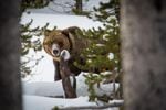 A grizzly bear in the snow at Yellowstone National Park, Nov. 20, 2014.