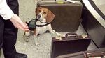 This beagle signals that a piece of luggage contains contraband at Washington Dulles International Airport in Chantilly, VA on March 14, 2001.