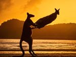 Photo de Michael Eastwell de deux wallabies jouant sur la plage de Cape Hillsborough en Australie.