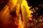 lames burn up a tree as part of the Windy Fire in the Trail of 100 Giants grove in Sequoia National Forest.