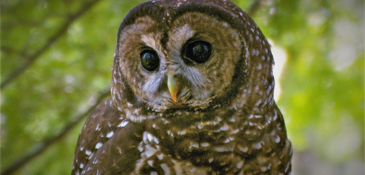 Northern spotted owl’s Endangered Species Act status will remain ...