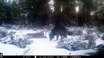 The wolf known as OR-85 (right) photographed on a trail camera in December in Siskiyou County with a second, unidentified wolf.