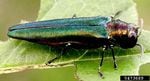 The emerald ash borer is about 1/2-inch long and smaller than the size of a dime. It has killed more than 100 million ash trees in the U.S. since its discovery in Michigan in 2002. It was discovered in Oregon in June.