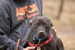 <strong>Nouveau bracelet pour la vie:</strong> Le centre de réadaptation comportementale ASPCA de Weaverville, en Caroline du Nord, aide les chiens traumatisés à réapprendre à faire confiance aux gens.”/></picture><figcaption class=