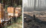 A shot of Ruby Reid's bee hives before, and after, the Cutoff Fire burned through her property near Bonanza, Ore.