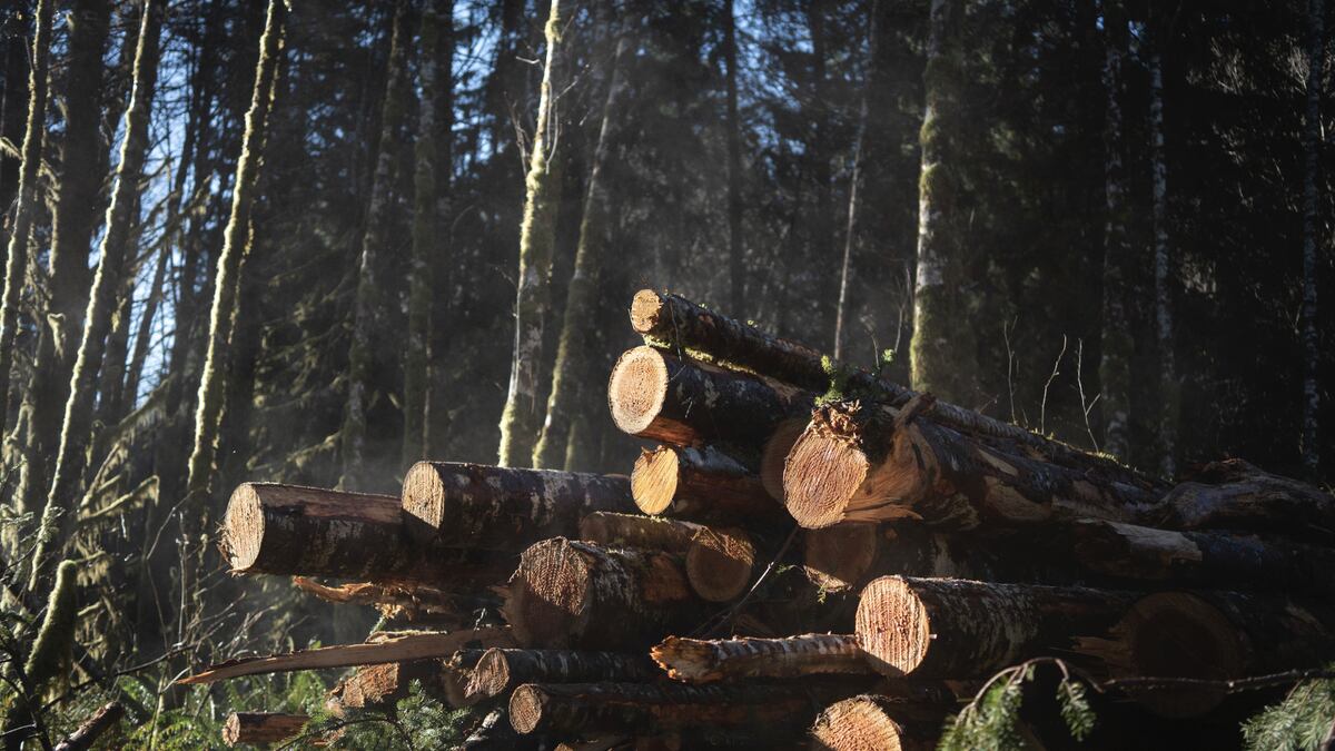 Oregon’s timber industry says it can’t afford new taxes, despite record