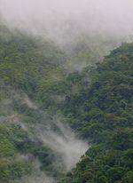 Mist in the rainforest on the slopes of the Arenal Volcano, Costa Rica.