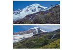 The north side of Washington's Mount Baker in August 1981 (above) and on Sept. 13, 2021 (below)
