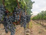 Cabernet Sauvignon grapes ready for harvest on Red Mountain, Wash.