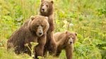 As grizzly bears expand their ranges throughout Montana, people say there could be lessons learned for Washington's North Cascades.