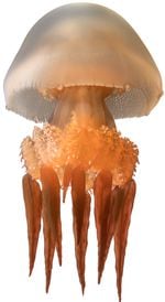 Scyphozoan Jellyfish Rhopilema sp. Specimen No. 256; 3.5 inches overall length; Kamo Aquarium, Tsuruoka, Yamagata, Japan